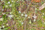 Fragrant eryngo